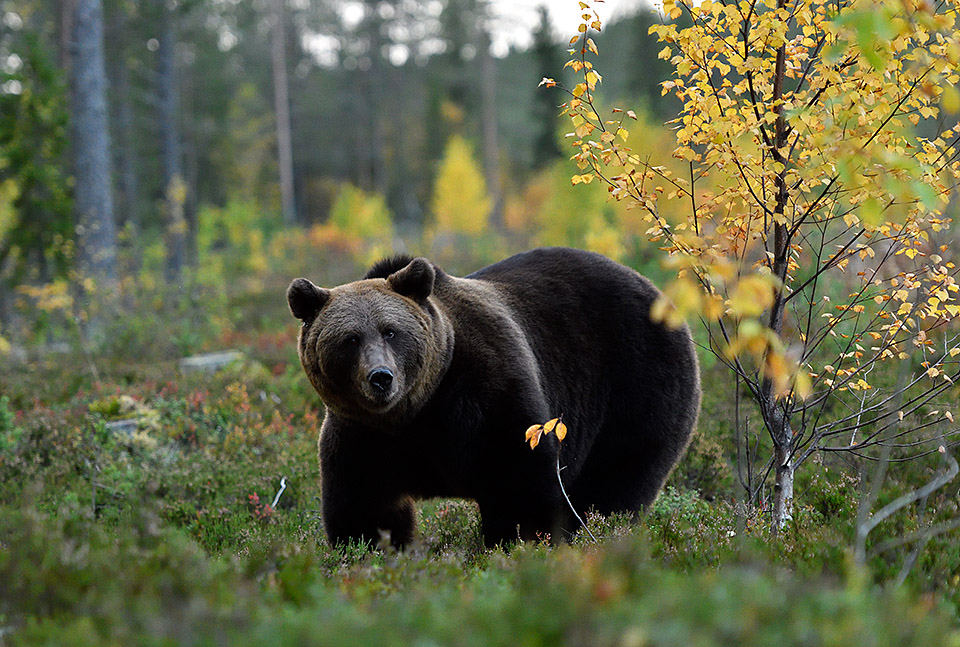 Bear in autumncolors